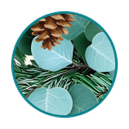 Cedar & Eucalyptus