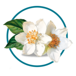White Jasmine